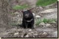 Mt Field NP - Tasmanischer Teufel