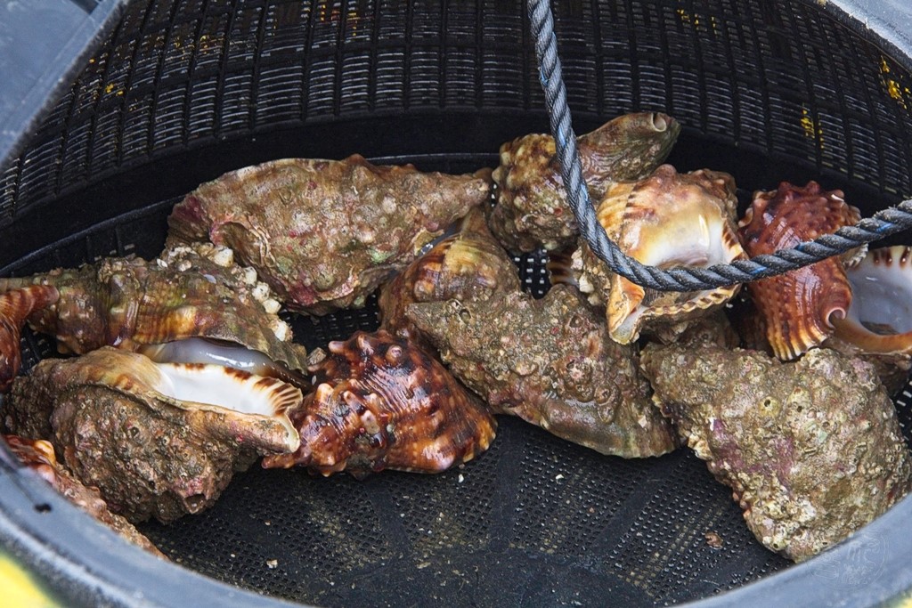 Japan - Mie - Ise Bucht - Kamishima