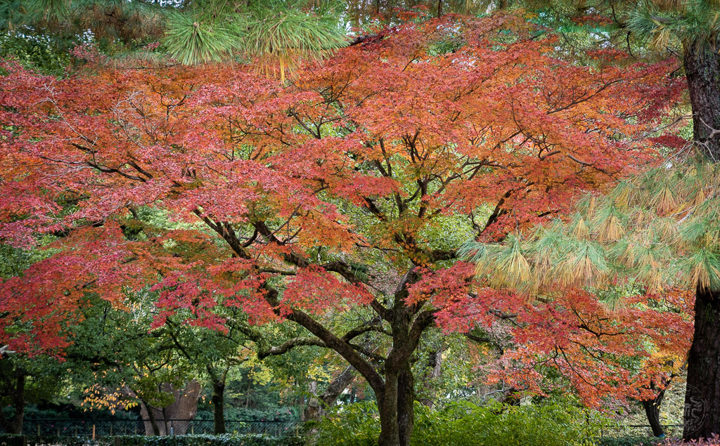 Japan (2019) - 005 Kyoto Kaiserpalast