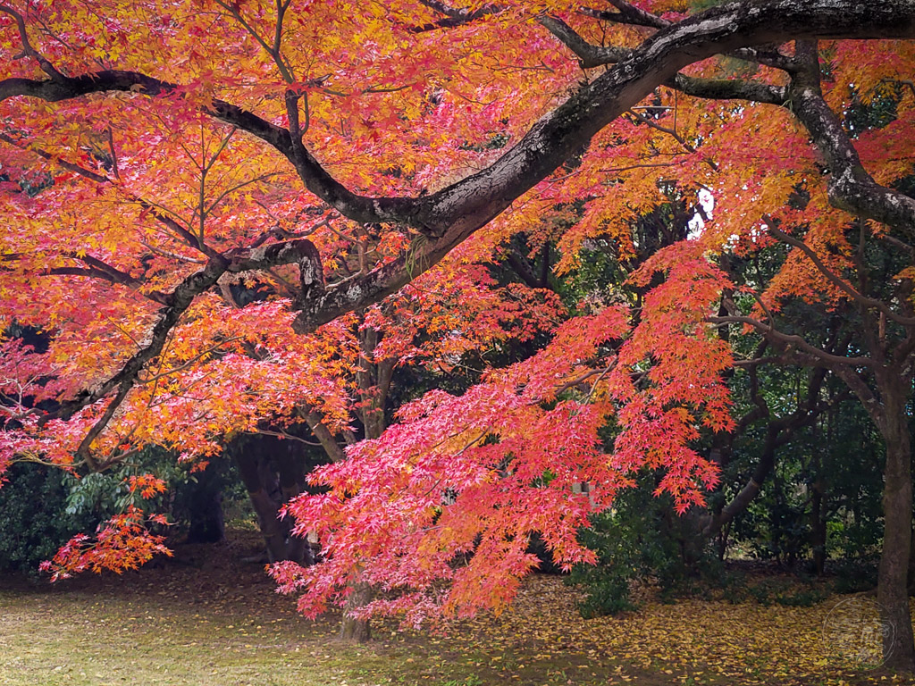 Japan (2019) - 005 Kyoto Kaiserpalast