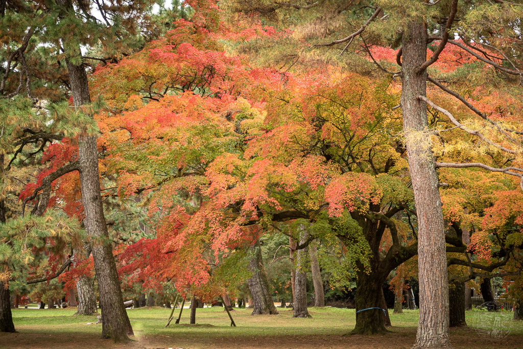 Japan (2019) - 005 Kyoto Kaiserpalast