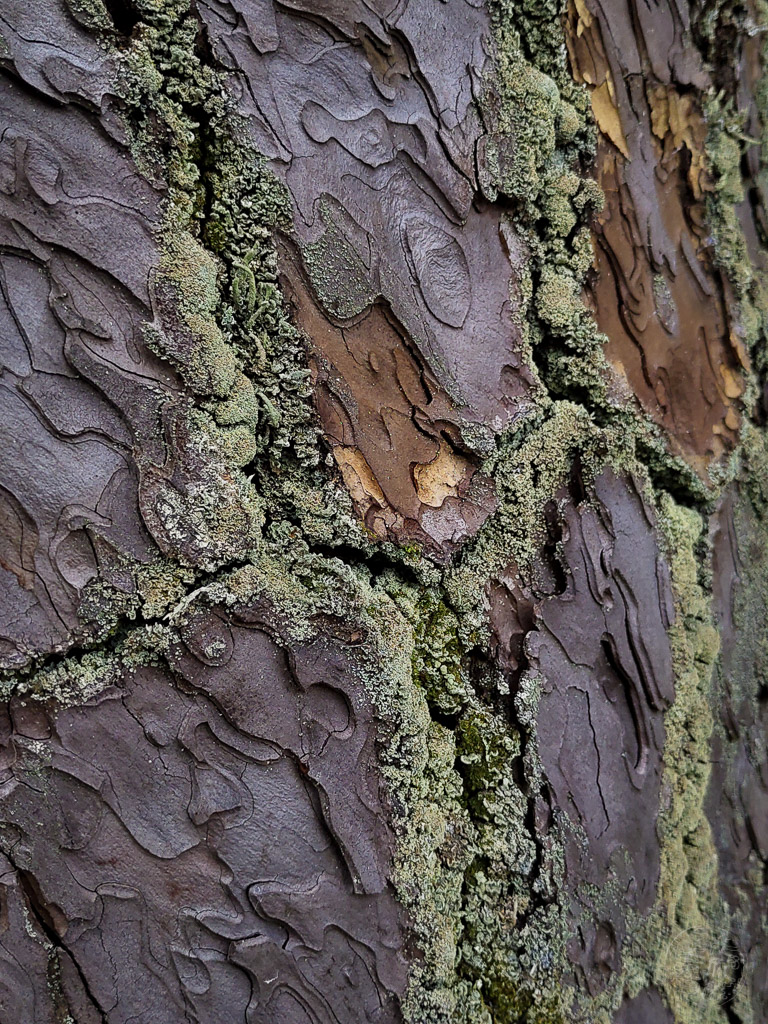 Japan (2019) - 005 Kyoto Kaiserpalast