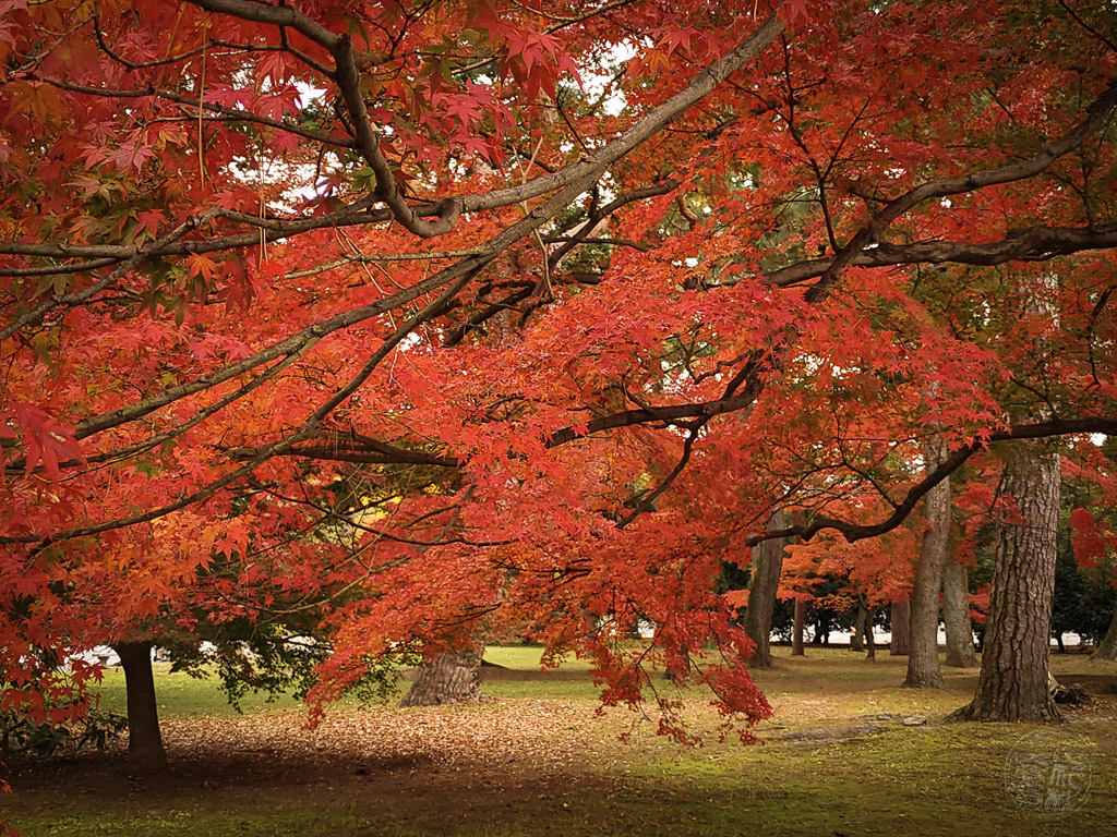 Japan (2019) - 005 Kyoto Kaiserpalast