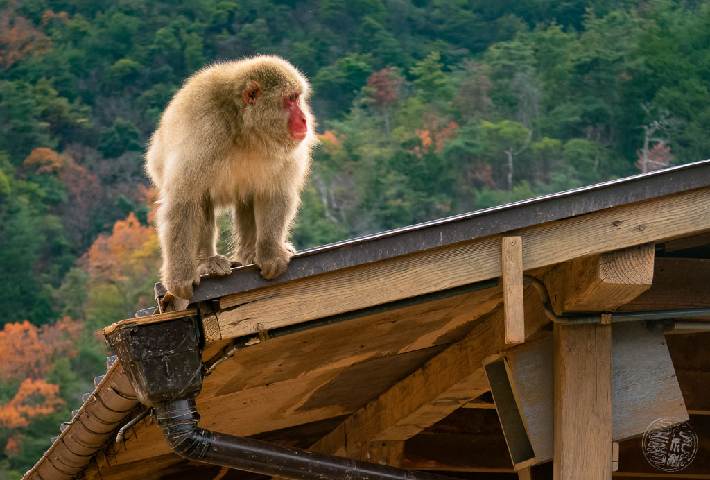 Japan (2022/23) -008 (T007) Arashiyama Affenpark Iwatayama