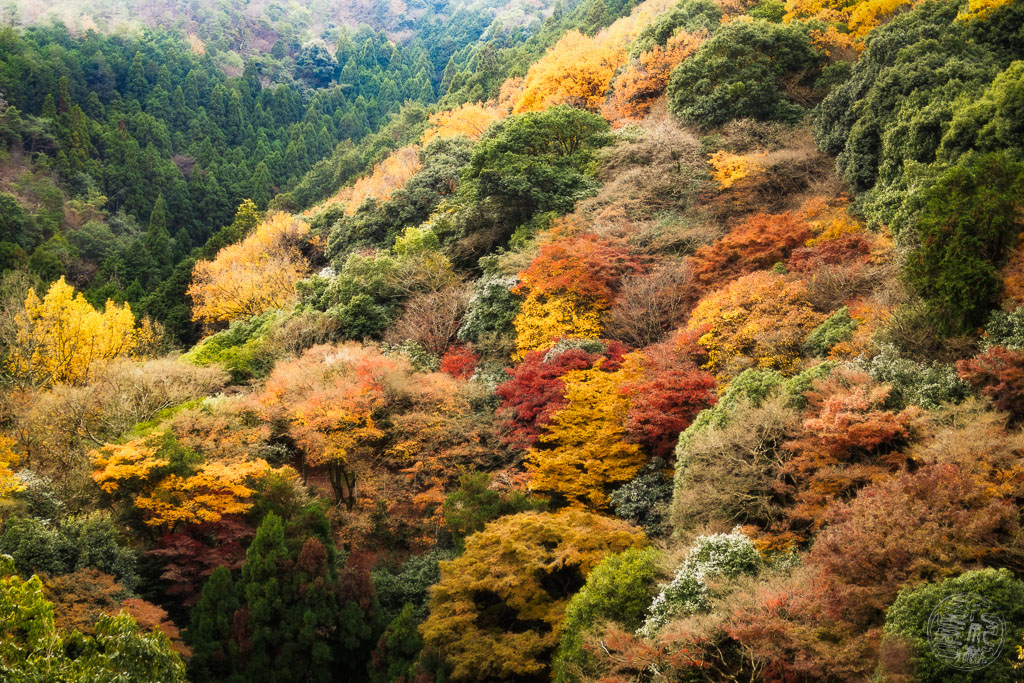 Japan (2022/23) -008 (T007) Arashiyama Affenpark Iwatayama