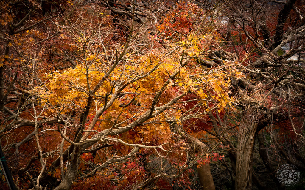 Japan (2022/23) -008 (T007) Arashiyama Affenpark Iwatayama