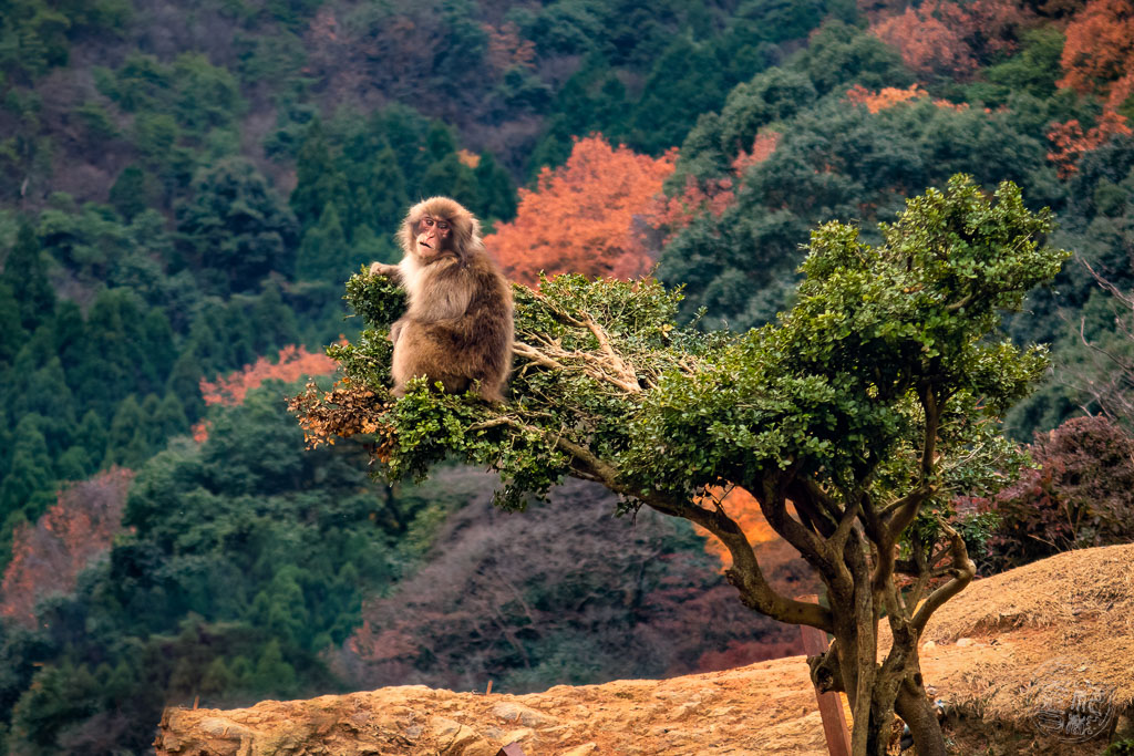 Japan (2022/23) -008 (T007) Arashiyama Affenpark Iwatayama
