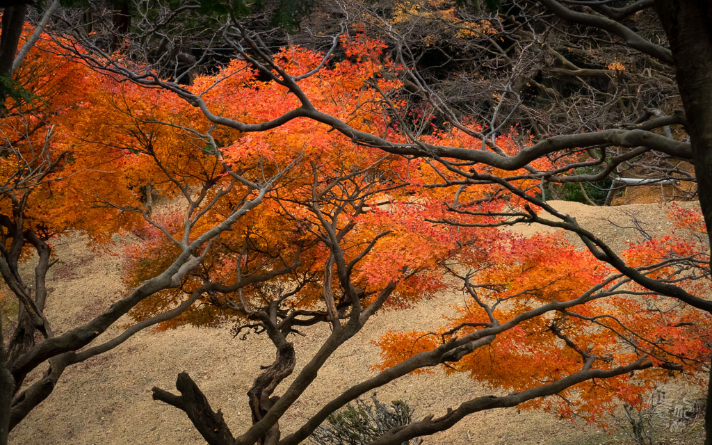 Japan (2022/23) -008 (T007) Arashiyama Affenpark Iwatayama