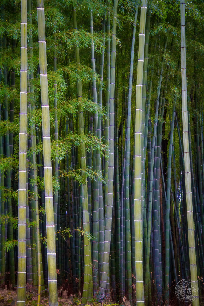 Japan (2022/23) - 016 (t016) Kyoto - Tenryū-ji Tempel