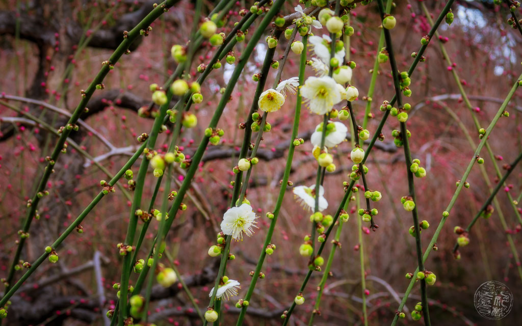 Japan (2022/23) - 20230215-115923-IMG_0104-Bearbeitet