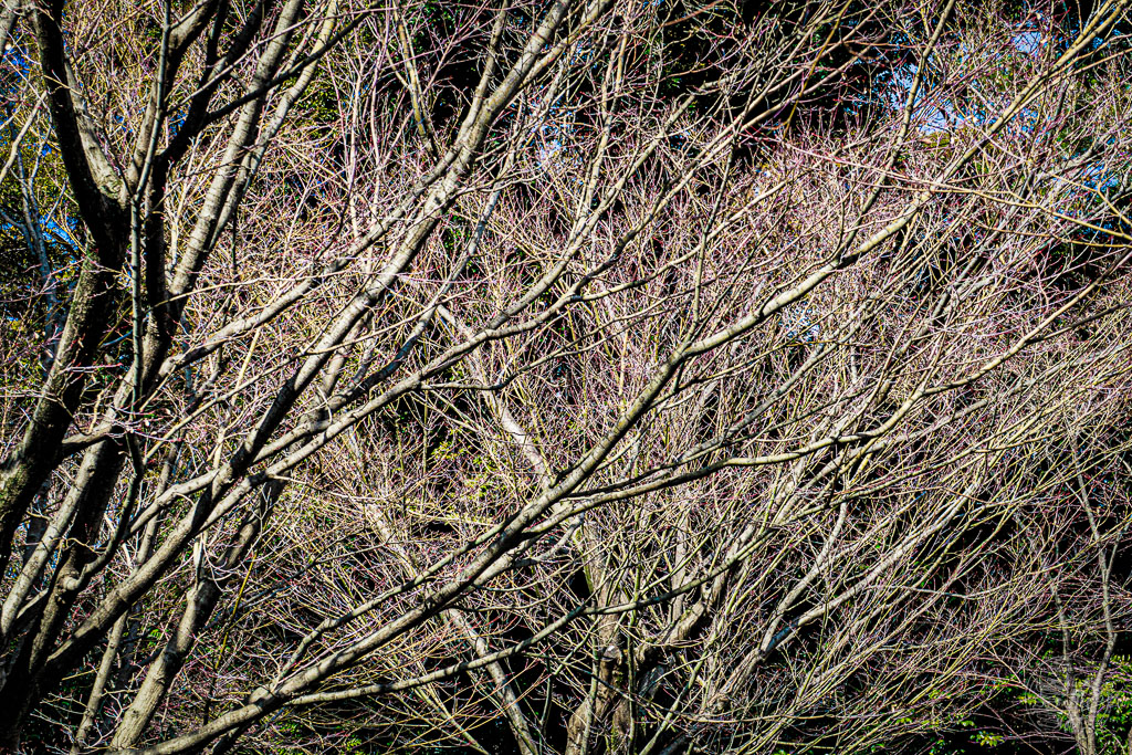 Japan (2022/23) - 20230215-123521-IMG_0279-Bearbeitet